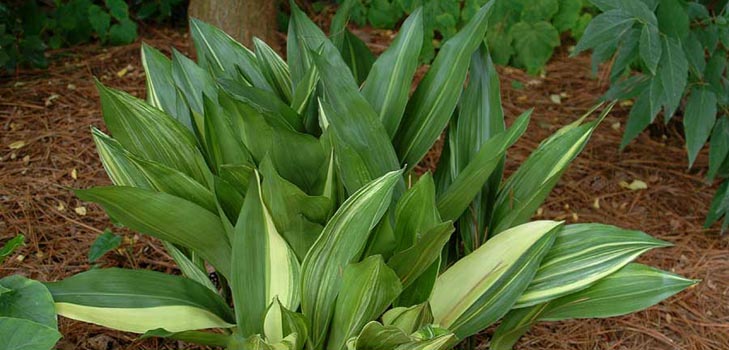 Aspidistra: pleje hjemme, blomstrende, foto