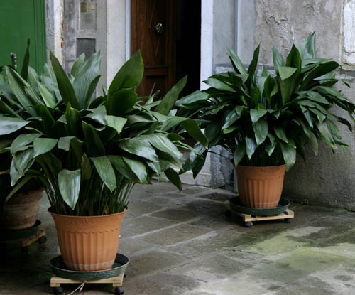 Aspidistra: arter og sorter