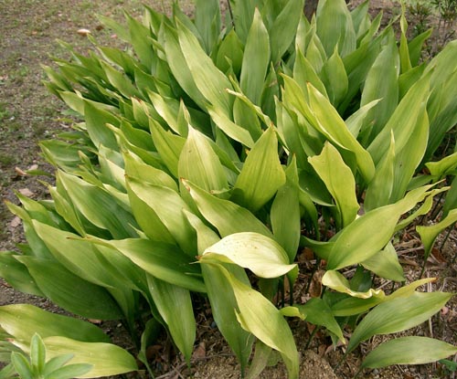 Aspidistra i buketter