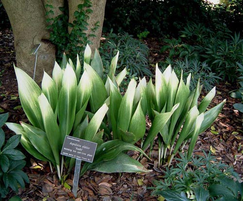Aspidistra: hjemmepleje