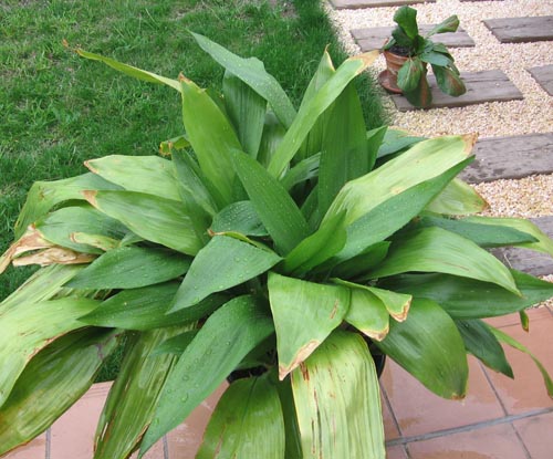 Aspidistra: Foto og pleje derhjemme