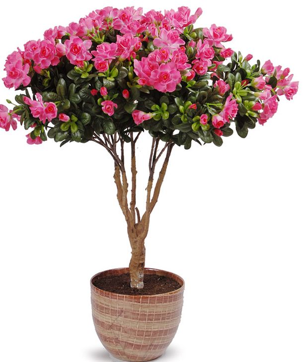 Pas på azalea