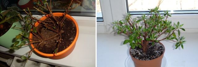 Pas på azalea