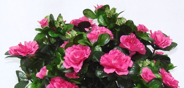 Pas på azalea