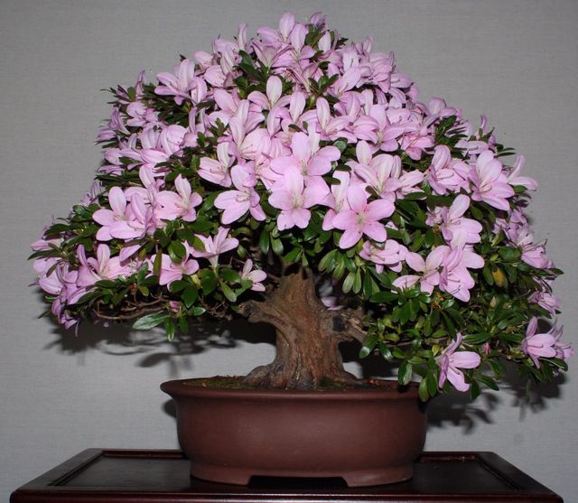 Pas på azalea
