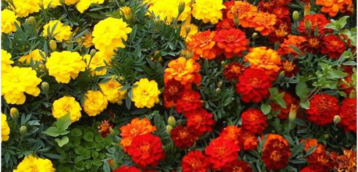 blomsterblomster