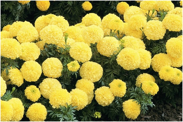 gule guldblomster