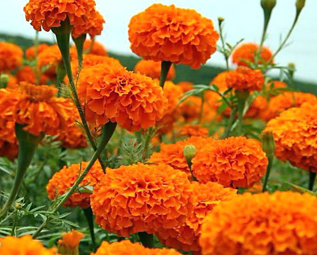 orange blomster