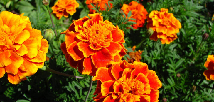 Marigolds på frøplanter