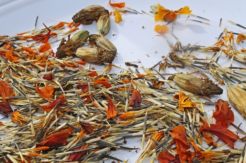 Marigolds på frøplanter