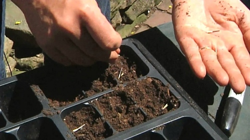 Marigolds på frøplanter