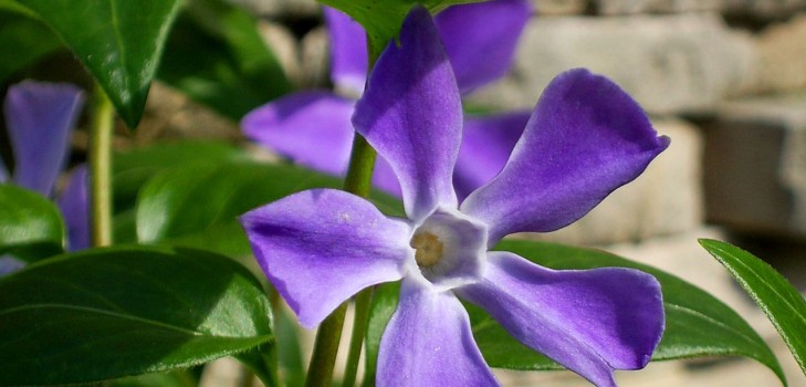 Periwinkle. Dyrkning og pleje af 