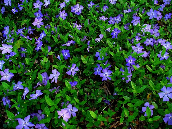 Periwinkle. Dyrkning og pleje af 
