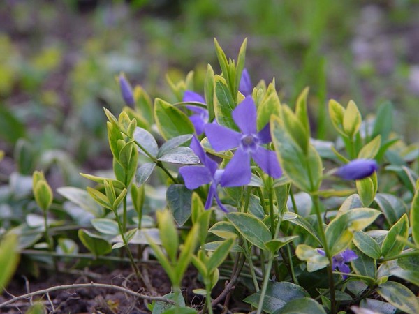 Periwinkle. Dyrkning og pleje af 