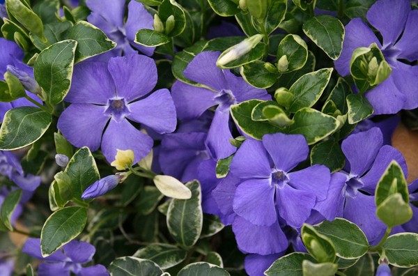 Periwinkle. Dyrkning og pleje af 