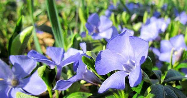 Periwinkle. Dyrkning og pleje af 