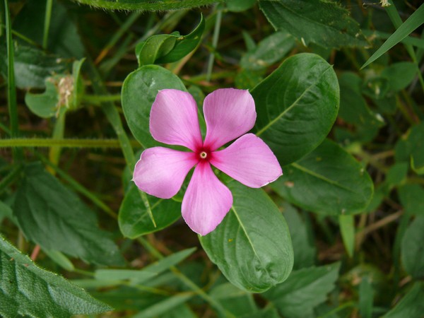 Periwinkle. Dyrkning og pleje af 