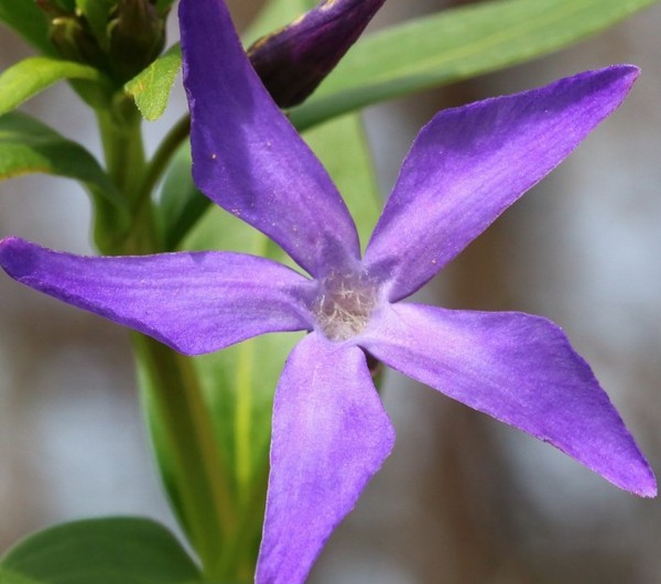 Periwinkle. Dyrkning og pleje af 