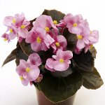 Begonia fra frø