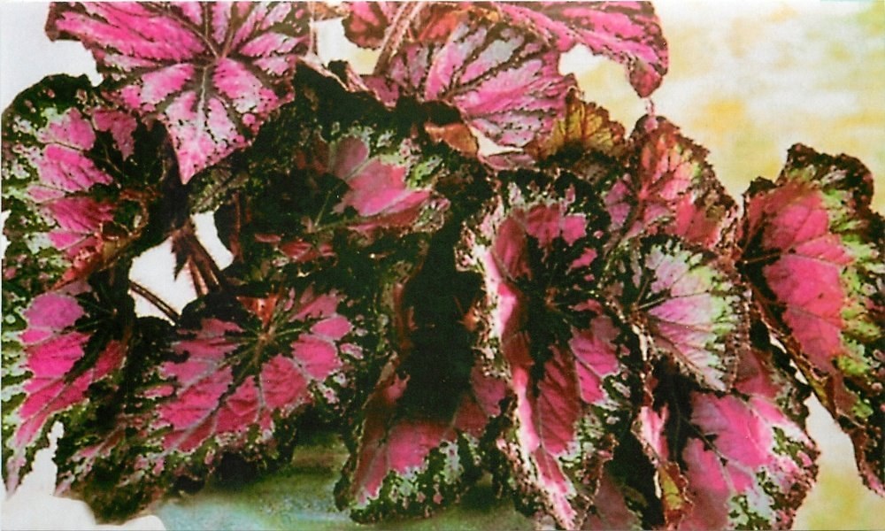 begonia uden blomster
