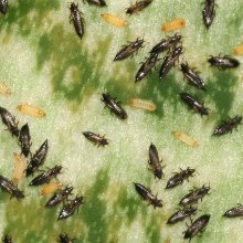 thrips