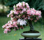 bonsai