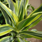 Hvad hvis dracaena tørrer eller bliver gul? 