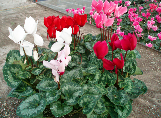 Cyclamen derhjemme