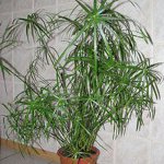 tsiperus tsiperus