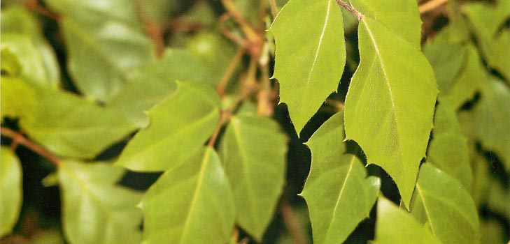 Cissus: Foto og hjemmepleje