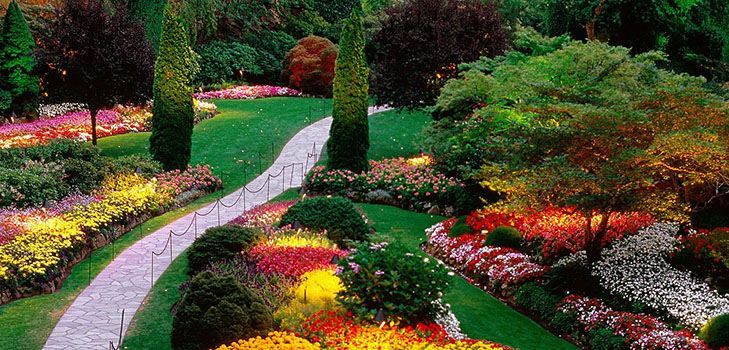 Smukke blomster til en blomsterbed