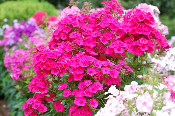 Smukke blomster til en blomsterbed