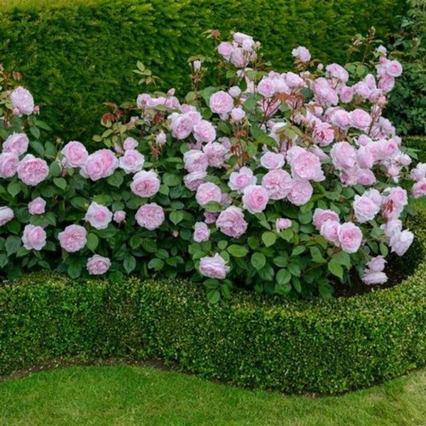 Smukke blomster til en blomsterbed