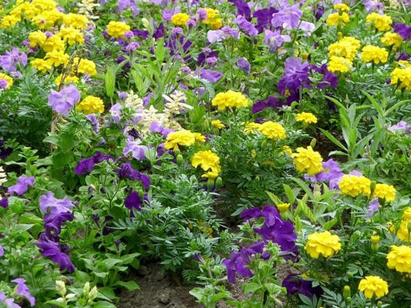 Smukke blomster til en blomsterbed