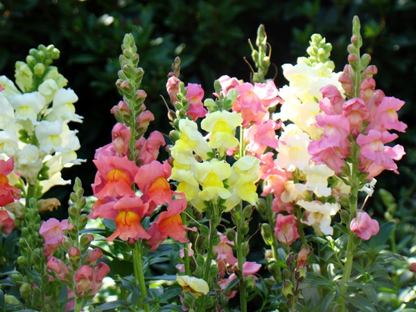 Smukke blomster til en blomsterbed