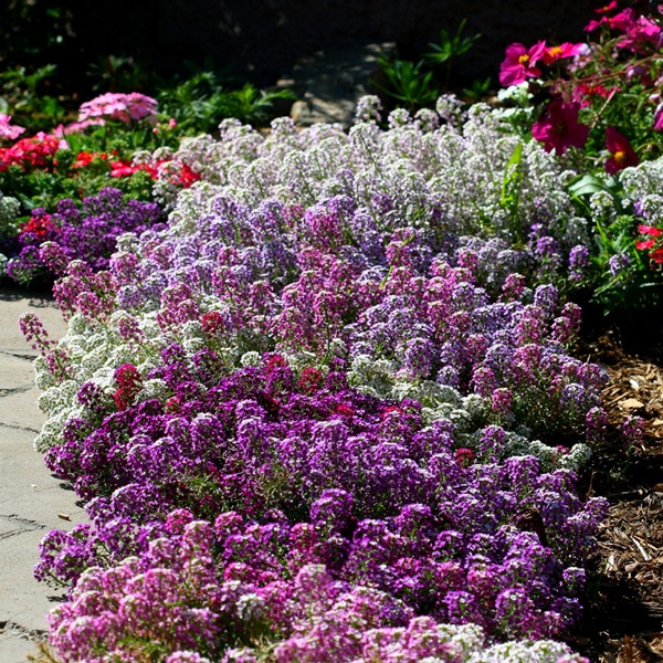 Smukke blomster til en blomsterbed