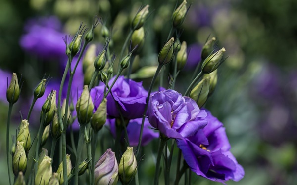 Smukke blomster til en blomsterbed
