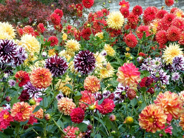 Smukke blomster til en blomsterbed
