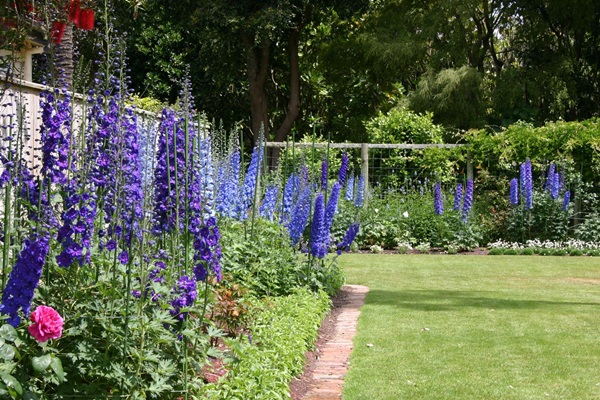 Smukke blomster til en blomsterbed
