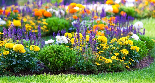 Smukke blomster til en blomsterbed