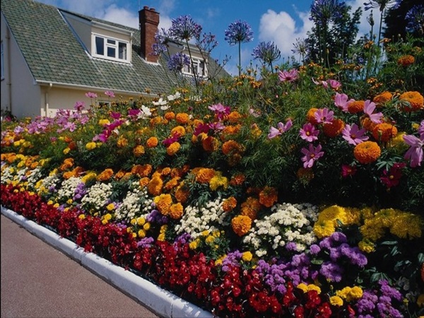 Smukke blomster til en blomsterbed