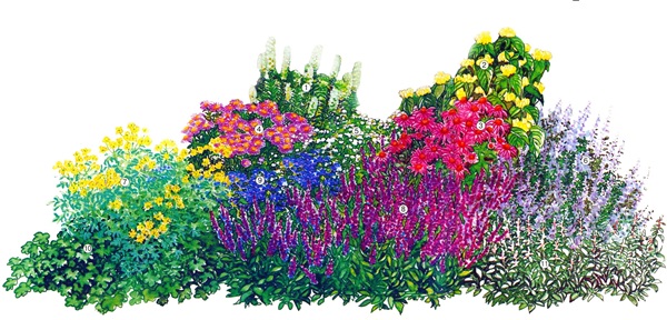 Smukke blomster til en blomsterbed