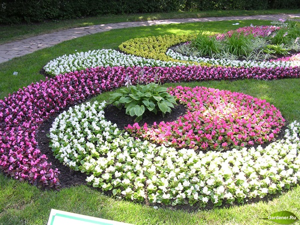 Smukke blomster til en blomsterbed