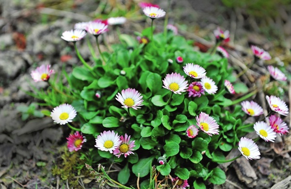 Smukke blomster til en blomsterbed