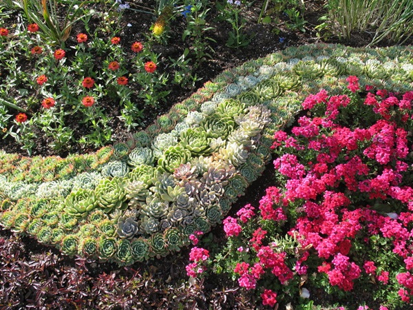 Smukke blomster til en blomsterbed