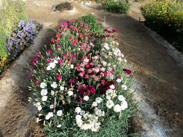 Smukke blomster til en blomsterbed