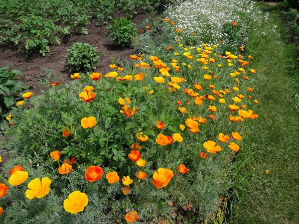 Smukke blomster til en blomsterbed