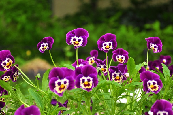 Smukke blomster til en blomsterbed