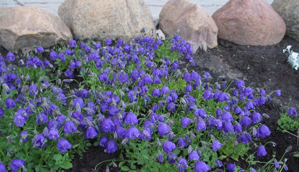 Smukke blomster til en blomsterbed
