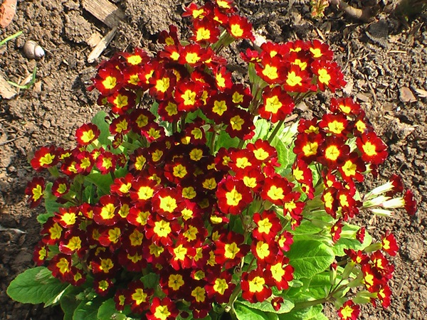 Smukke blomster til en blomsterbed
